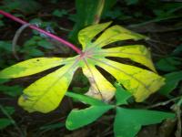 cassava project thumbnail