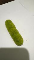 bacteria project thumbnail