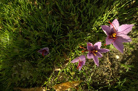 saffron flower detection project thumbnail