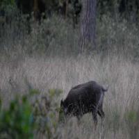 animals_minor project thumbnail