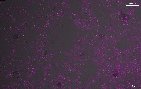 ISCp p134 3 project thumbnail