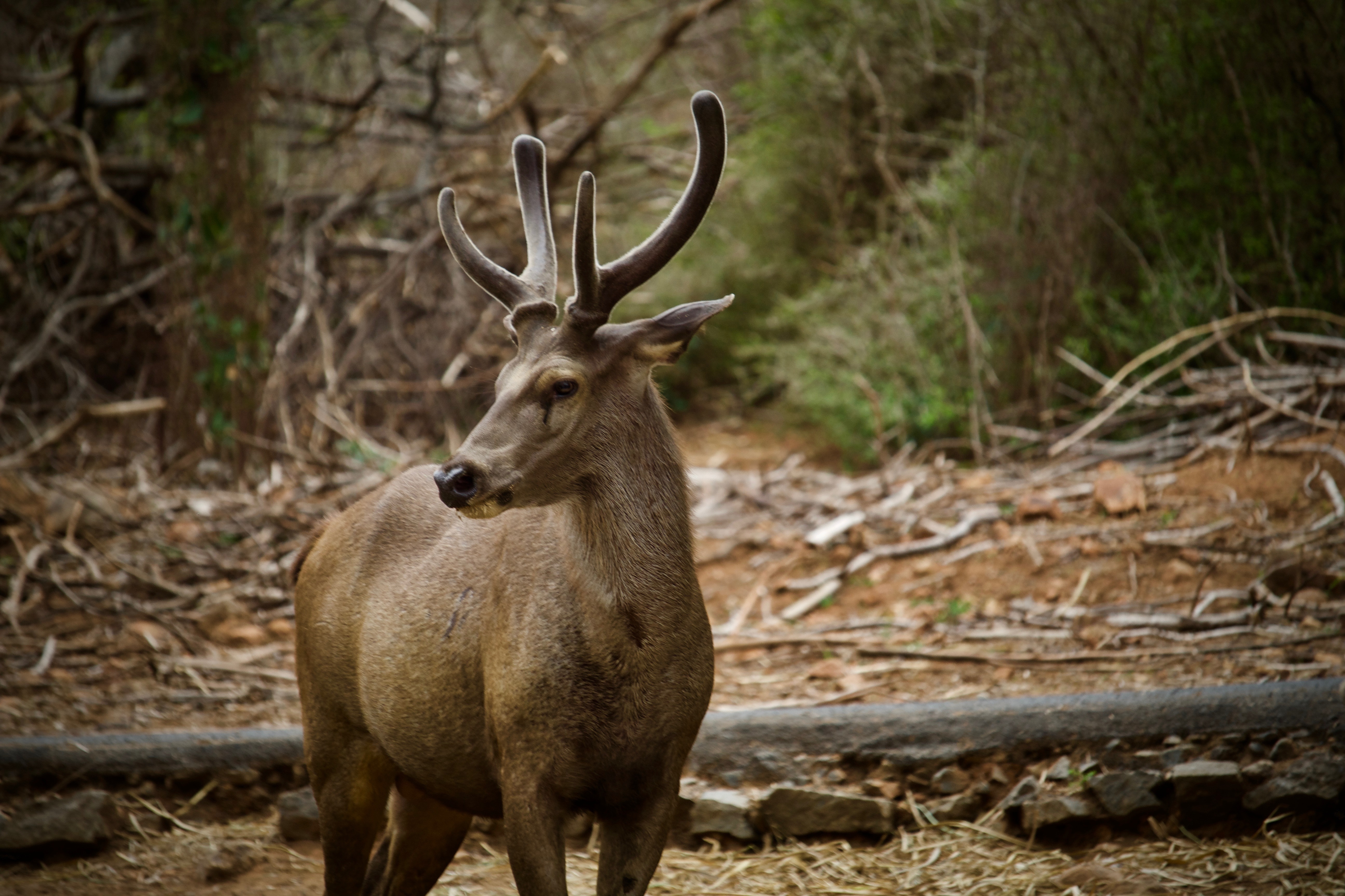 deer_detection Object Detection Model by patrick malter
