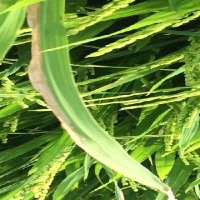 disease  detection on crops  project thumbnail