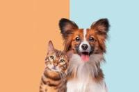 dogs project thumbnail