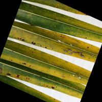 Leaf Detection project thumbnail
