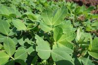 Groundnut leafspot annotation project thumbnail