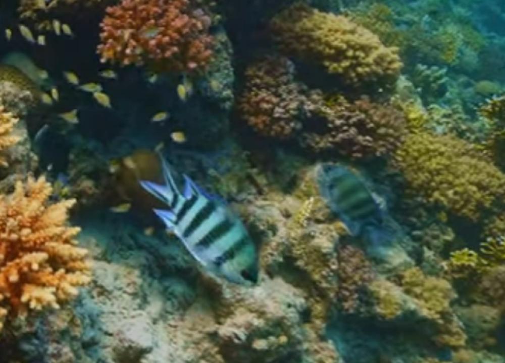 Underwater detection Object Detection Dataset by P1