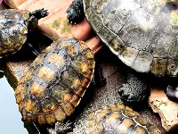 Red-ear-slider project thumbnail