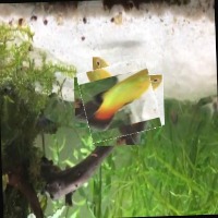 Dataset Image