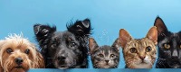 Dog & Cats project thumbnail
