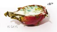 Disease Dragon Fruit project thumbnail