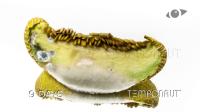 Disease_melon project thumbnail
