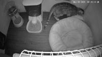 Cat Box Food and Drink detection project thumbnail