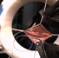 servo2 project thumbnail