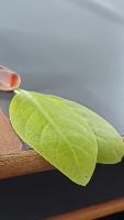 leaf detecting project thumbnail