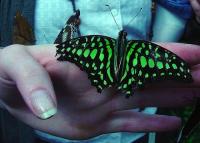 Wingspan project thumbnail