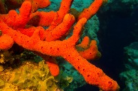 Sea Sponge project thumbnail