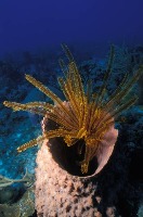 Sponge Detection project thumbnail