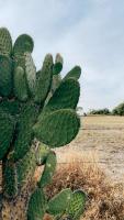 nopales IA project thumbnail