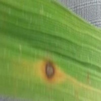 Rice Leaf Disease Classification Model by PHN LOI BNH TRN L LA