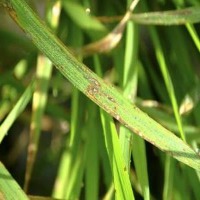 Rice Leaf Disease Classification Model by PHN LOI BNH TRN L LA