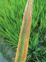 Rice Leaf Disease Classification Model by PHN LOI BNH TRN L LA