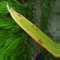 Rice Leaf Disease Classification Model by PHN LOI BNH TRN L LA