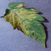 Tomato Leaf_mold project thumbnail
