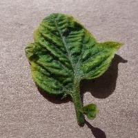 NewPlant project thumbnail