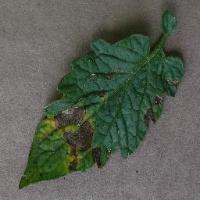 Tomato Early_blight project thumbnail