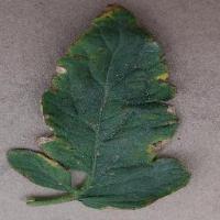 Tomato bacterial spot project thumbnail