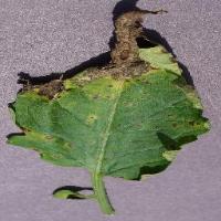 Tomato Septoria leaf spot project thumbnail