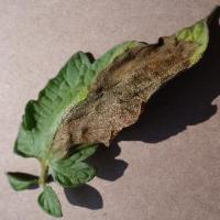Tomato Late_blight project thumbnail