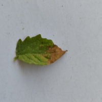 Pretrained 200 images project thumbnail