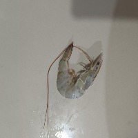 shrimp project thumbnail