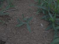 panicum_texas project thumbnail