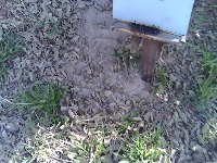 Bee_count project thumbnail