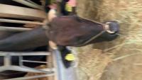 cow project thumbnail