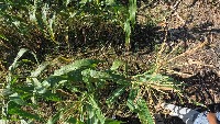 Corn Crop Diseases Classification project thumbnail