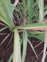 sugarcane_diseases project thumbnail