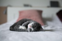 cat project thumbnail