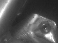 ST540_Cam29 project thumbnail