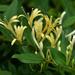 Japanese Honeysuckle project thumbnail