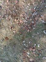Fallen Leaves project thumbnail