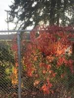 Virginia Creeper project thumbnail