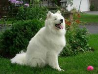 dog project thumbnail