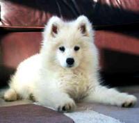 dog Samoyed corgi Maltese project thumbnail