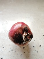 Pomegranate defect( Digital ) project thumbnail