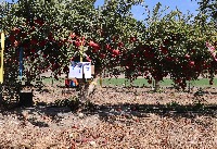 tzora_pomogranate_cropped project thumbnail