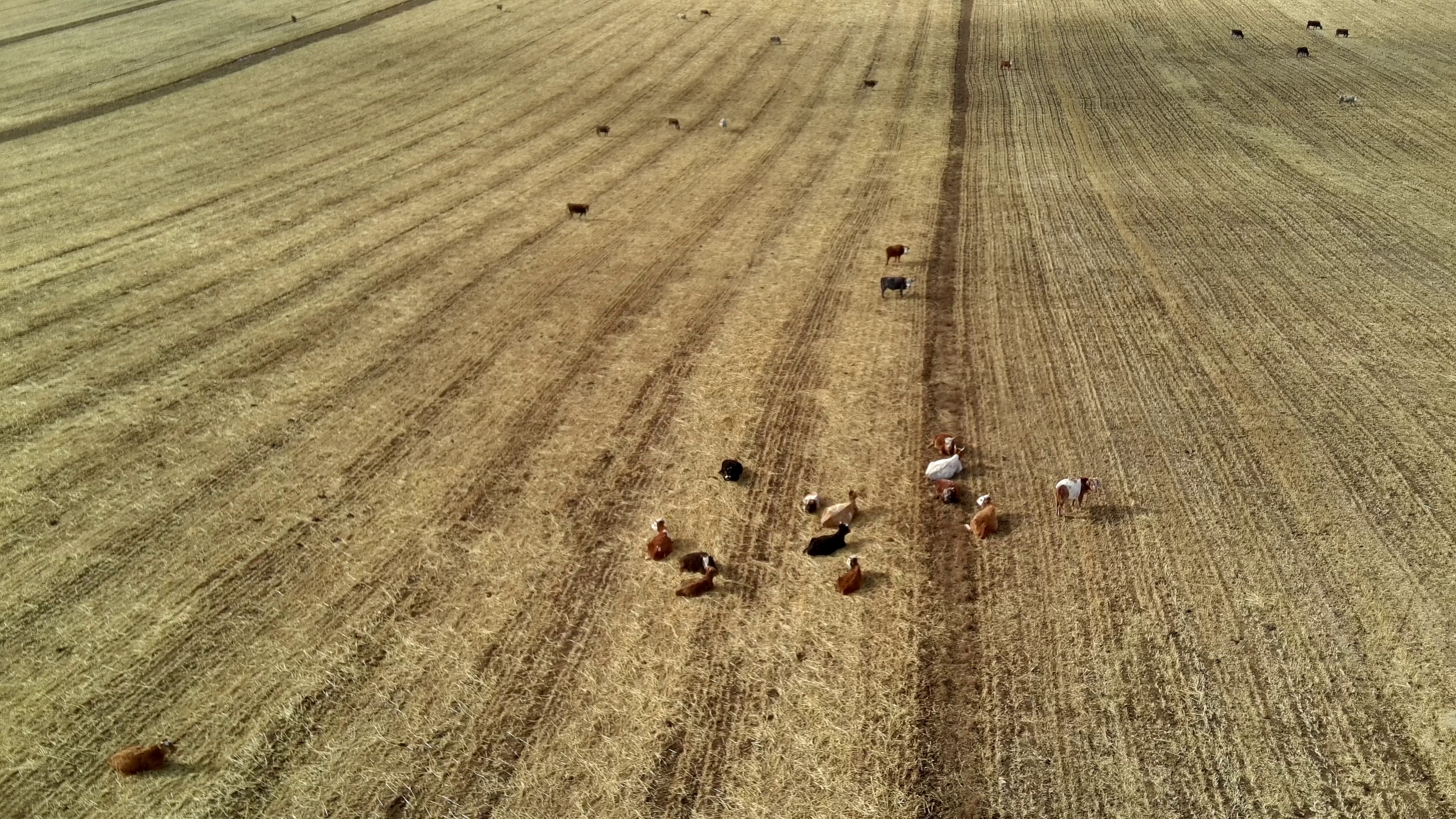 Cattle Detection Object Detection Dataset by miniproject5